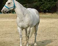 athletic-quarter-horse