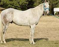 beginner-novice-quarter-horse