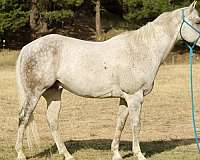 beginner-safe-quarter-horse
