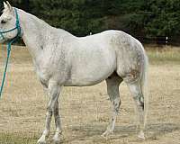beginner-safe-kid-pony-quarter-horse