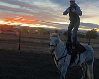 beginners-quarter-horse