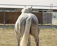 confident-quarter-horse