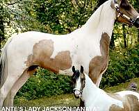 all-around-prospect-tennessee-walking-horse