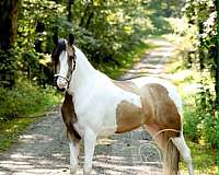 dressage-prospect-tennessee-walking-horse