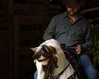 future-broodmare-tennessee-walking-horse