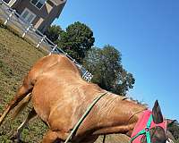 quarter-horse-gelding