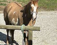 quarter-horse-for-sale