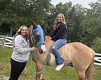 quarter-horse