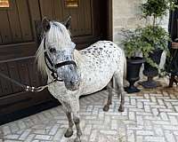 double-registered-appaloosa-pony