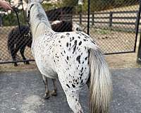 mini-foal
