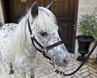 mini-pony-stallion