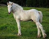 husband-horse-colt