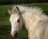 kids-horse-colt
