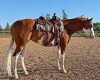 a-hunter-paint-horse