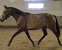 english-warmblood-pony
