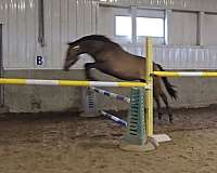 thoroughbred-warmblood-pony