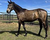 companion-warmblood-pony