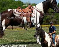 chief-tennessee-walking-horse