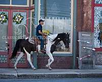 all-tennessee-walking-horse