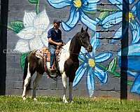 all-around-tennessee-walking-horse