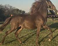 chocolate-flashy-stallion-horse