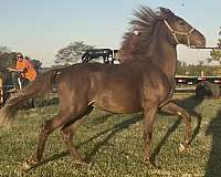 chocolate-kmsha-rmha-gelding