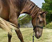 chocolate-kmsha-rmha-colt