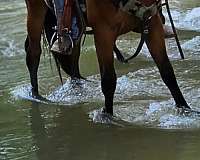rawhide-dunit-quarter-horse