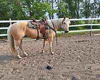 palomino-strip-hind-socks-horse