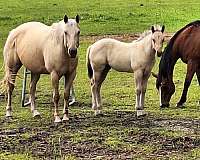 strip-hind-socks