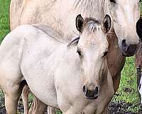 keyhole-mare