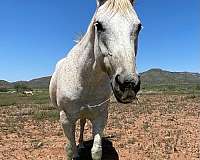 excellent-mare-quarter-horse