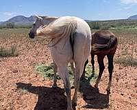 pg-dry-fire-quarter-horse