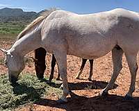 excellent-mare-horse