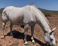 pg-dry-fire-horse