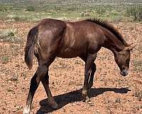 pg-dry-fire-mare