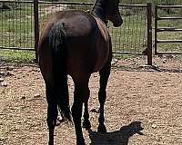 all-around-quarter-horse