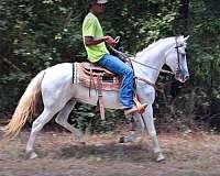 paso-fino-horse