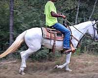 paso-fino-mare-horse