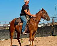 sorrel-quarter-horse-filly