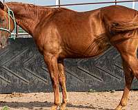 sorrel-filly-for-sale