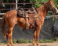 14-hand-quarter-horse-filly