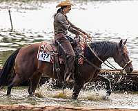 reined-cow-horse-quarter