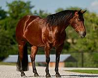 family-safe-quarter-horse