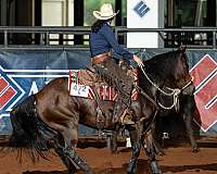 mare-quarter-horse