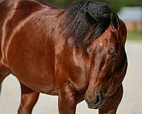 trail-quarter-horse