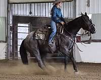 bomproof-horse