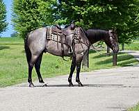 any-age-rider-gelding