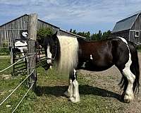 gypsy-vanner-mare