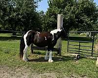 gypsy-vanner-horse-for-sale